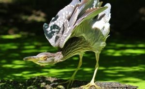 работа «Молодая кваква» Алины Урусовой