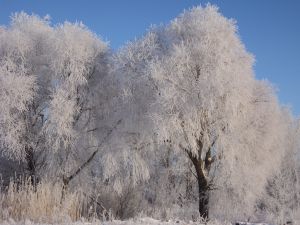 Анохин Чеслав. 63 года, х. Сеничкин Михайловского района. Зимнее кружево