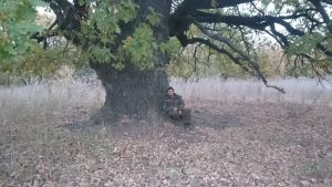 Бакумова Наталья, 32 года, Волгоград. Дуб-великан