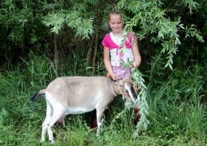 Эссаулова София, 11 лет, Волгоград. Каникулы у бабушки. Хутор Орлы, Михайловский район