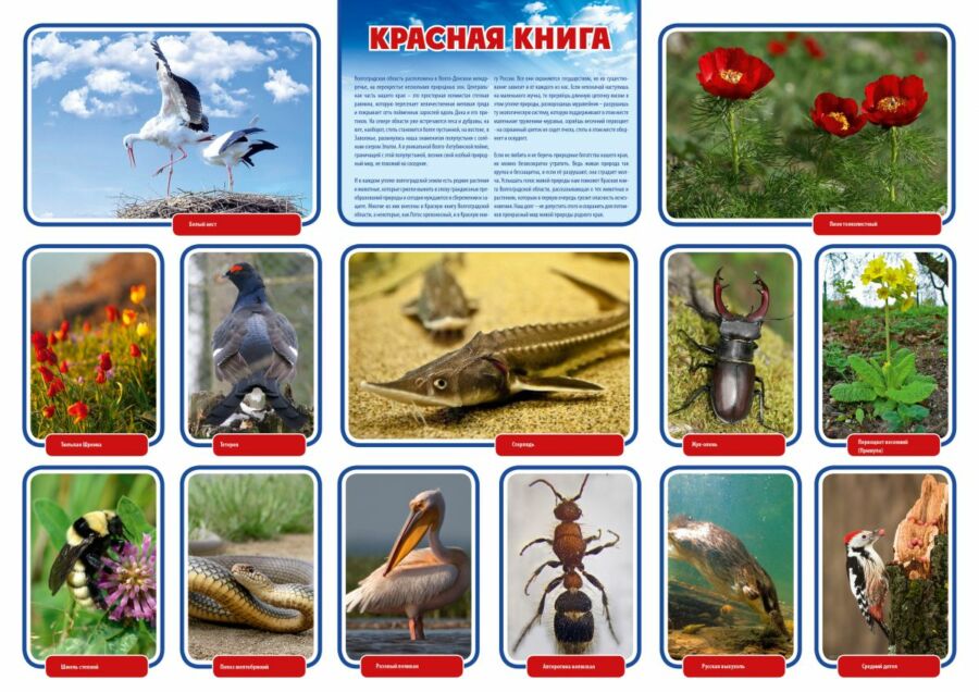 Животные и растения Волгоградской области занесенные в красную книгу